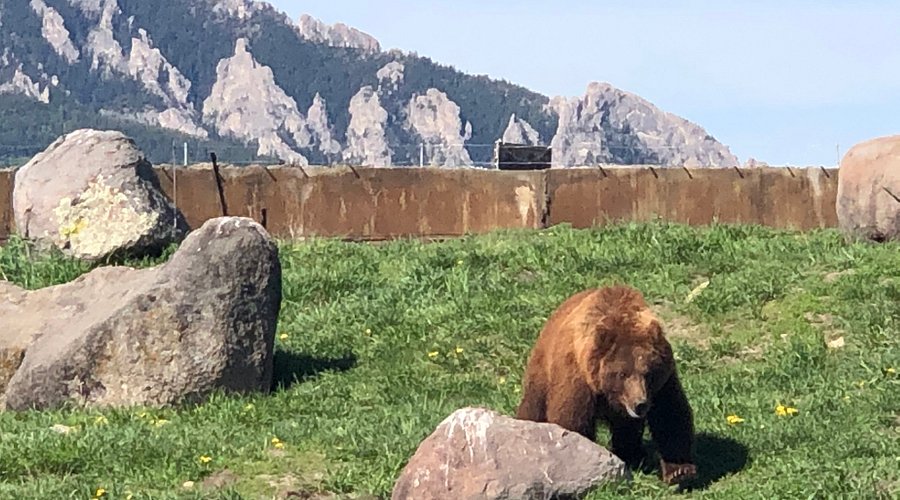Montana Grizzly Encounter